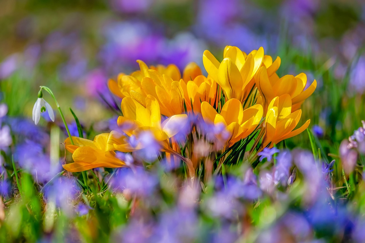 flower, crocus, blossom-4030138.jpg