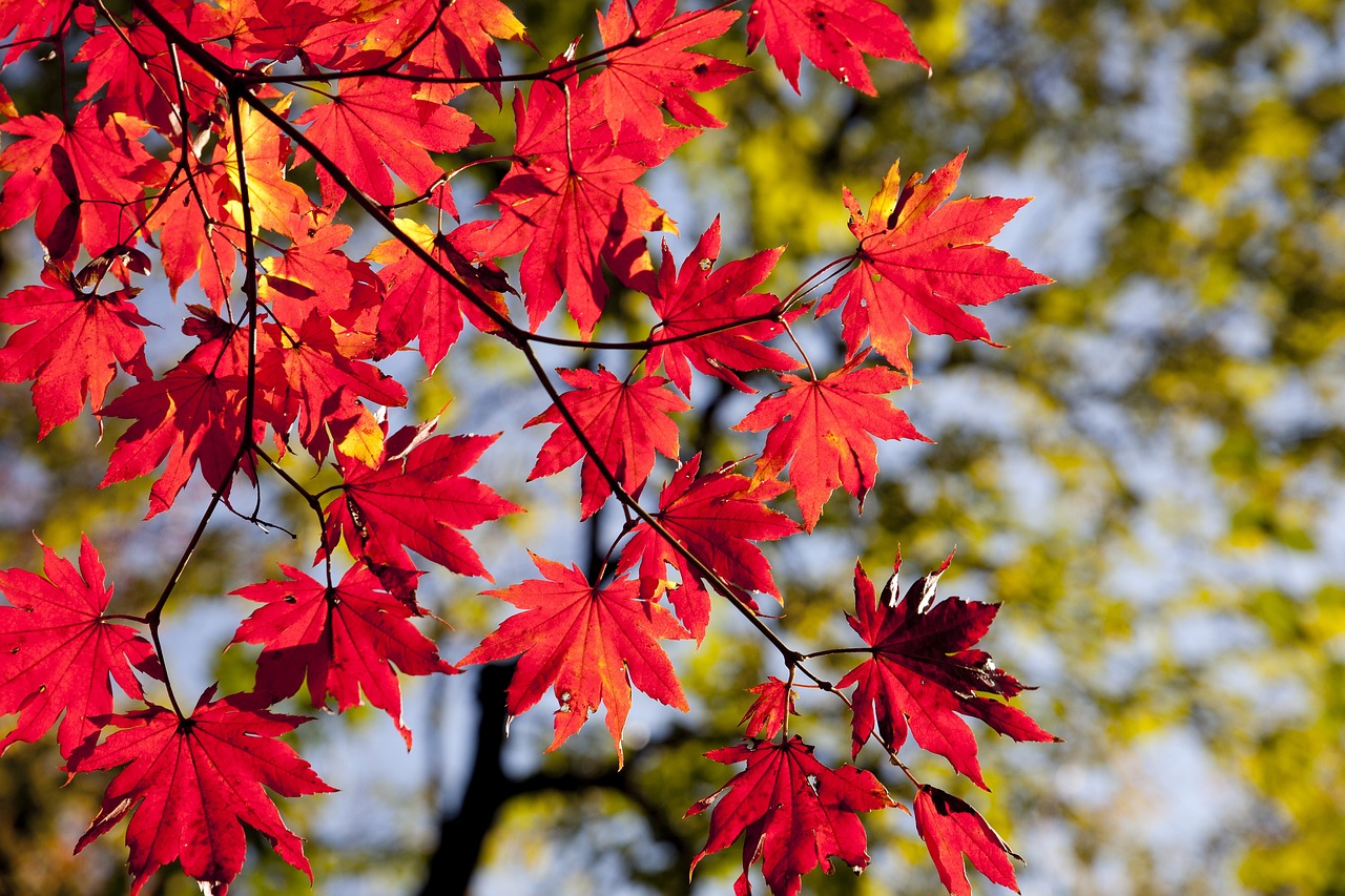 maple leaves, autumn, leaves-2789234.jpg