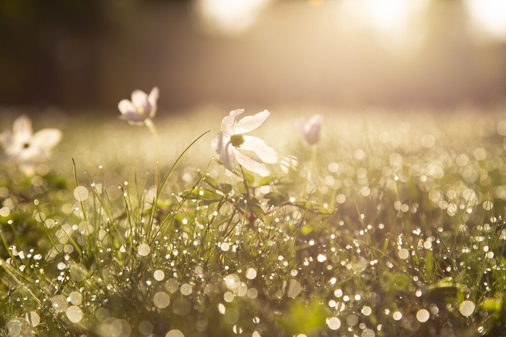 morning, wood anemones, dewdrops-4284120.jpg