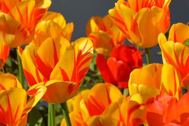 tulips, spring, orange-1261142.jpg